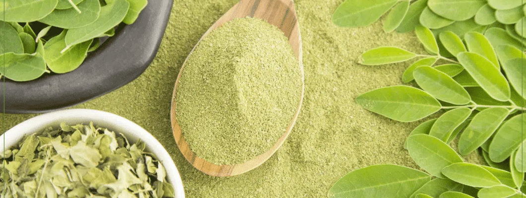 ما هي اوراق المورينجا وما فوائدها واستخداماتها؟